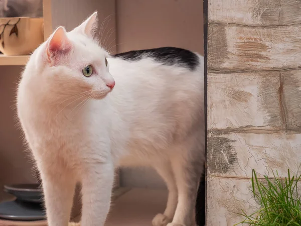 Biały Kot Czarnymi Plamami Stoi Balkonie Wygląda Bok Zainteresowaniem Sieje — Zdjęcie stockowe