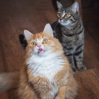 İki moda eğlenceli kediler objektif aşağı bakmak