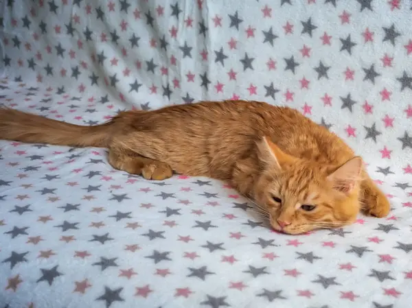 Liten röd katt unge somnar på soffan — Stockfoto