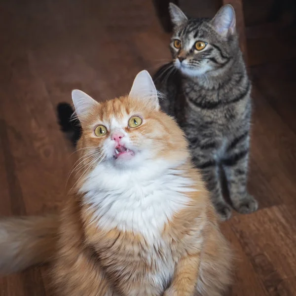 İki moda eğlenceli kediler objektif aşağı bakmak