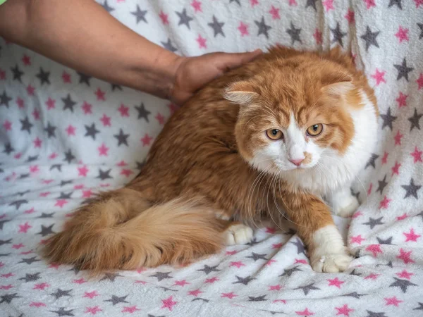 Kvinnlig hand stroke en vuxen röd katt. Katten står på soffan. — Stockfoto