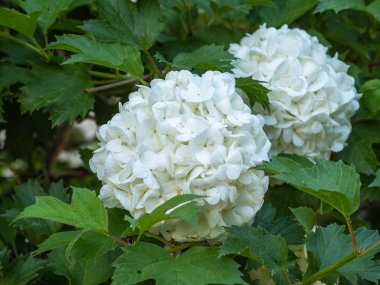 Viburnum ortak çeşitleri Buldenezh veya Kartopu. Açık alanda büyümek kolay popüler bir çalı. Yakın çekim kaldırıldı.