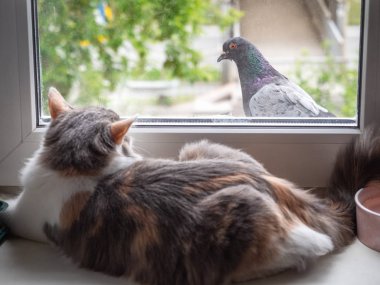 Kabarık bir kedi ve mavi bir güvercin pencereden birbirlerine bakmak, yeşil ağaç dalları ile parlak bir yaz günü