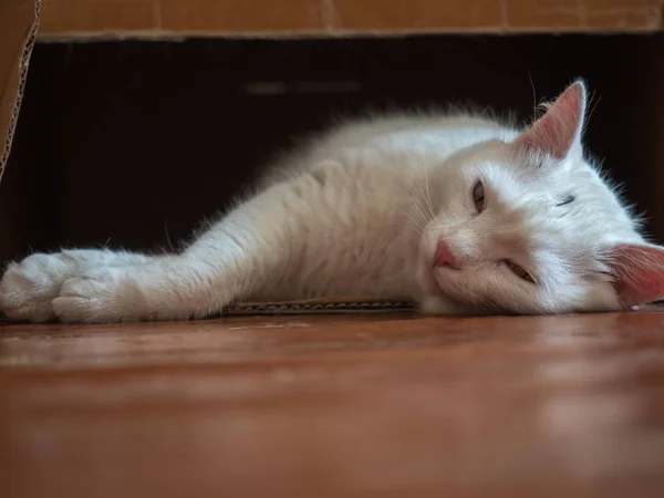 Stor vit katt ligger i en låda på golvet och tupplur — Stockfoto