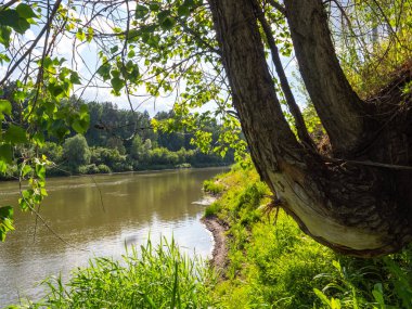 Büyük, yaşlı bir ağaç nehre doğru eğildi. Yeşil yapraklar boyunca nehir sakince akar.