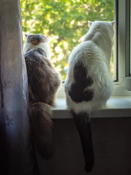 A macska és a macska ül a ablakpárkányon támogatja a szobába, és Nézd meg — Stock Fotó