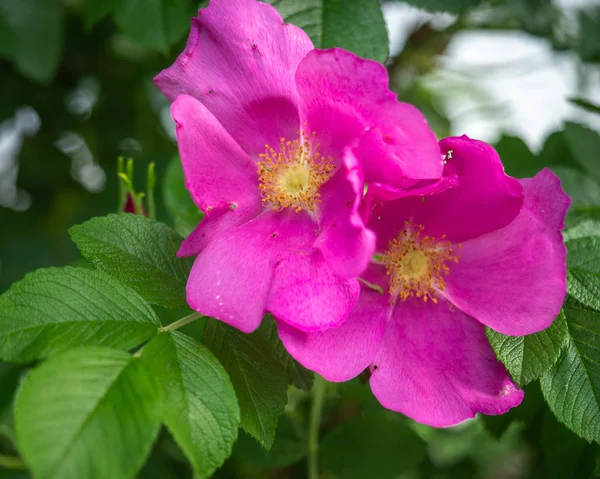 Rígido florido de rosa quadris ao ar livre removido de perto — Fotografia de Stock