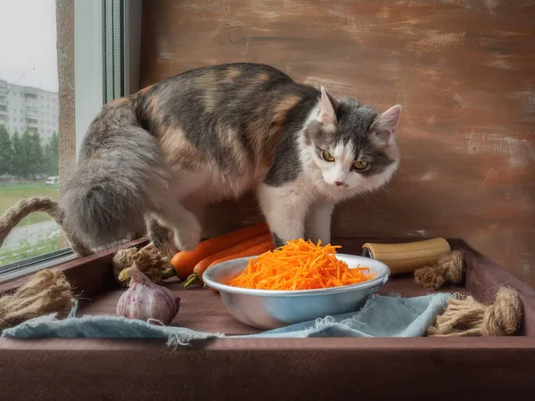 Young fluffy cat climbed on the table, to profit something tasty, but saw only a Cup of carrots — Stock Photo, Image