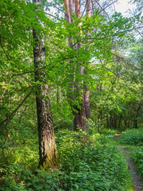 Parlak bir yaz gününde karışık orman, ağaç tepelerinde parlak yeşillik