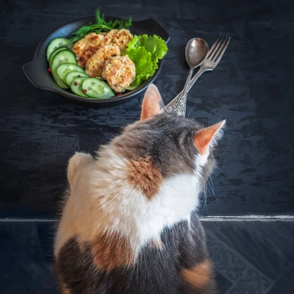 Puszysty kot chce jeść śniadanie ze stołu — Zdjęcie stockowe