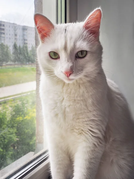 Stor vit katt sitter på fönsterbrädan och ser förebrå i linsen — Stockfoto