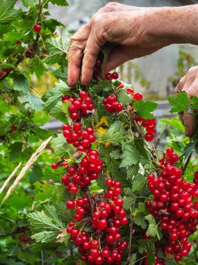Kırmızı kuş üzümü koleksiyonu. Yaşlı bir kadının eli kuş üzümü toplar.