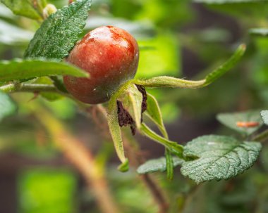 Dal açık havada briar büyük olgun meyveleri