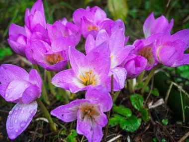 Bol çiçek açan sonbahar çiçekleri, pembe büyük Colchicum, Colchicum, açık hava rustik bahçe çiçeklenme