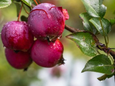 Olgun kırmızı elma köy bahçesinde bir şube asmak