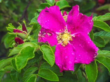 Yağmur damlaları açık havada blooming gül closeup