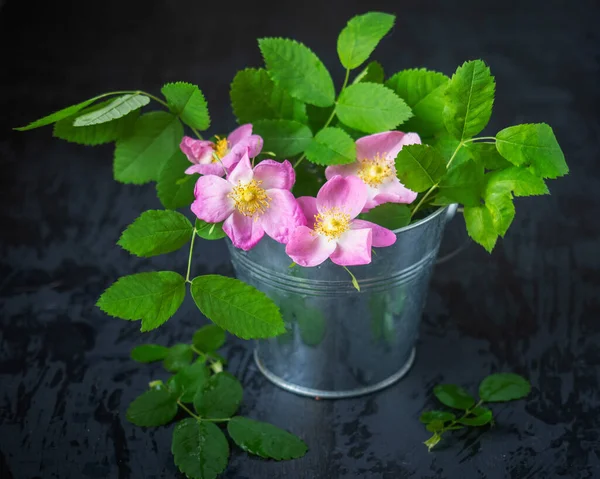 Rosa Blühende Hagebutte Einem Blecheimer Auf Schwarzem Hintergrund Großaufnahme — Stockfoto