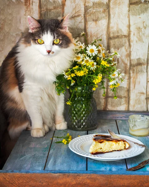 Puszysty Kot Siedzi Stole Obok Bukietu Dzikich Kwiatów Stokrotki Colzy — Zdjęcie stockowe