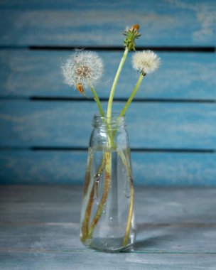 Mavi ahşap bir duvarın arka planında cam bir şişe içinde üç pofuduk karahindiba buketi.