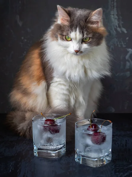 Kızgın pofuduk kedi, cam bardakların yanında oturmuş kirazlarla süslenmiş alkolsüz içeceklerle..