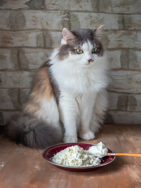 ふわふわのタツノオトシゴの猫がコテージチーズとプレートの近くのテーブルの上に座っている 素朴なキッチンで猫の肖像画 — ストック写真