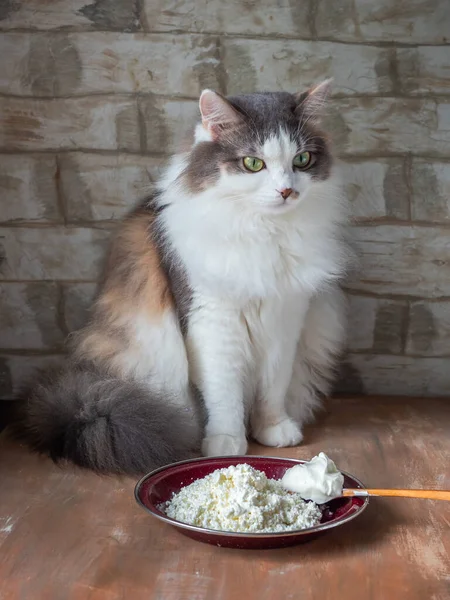 Μια Χνουδωτή Γάτα Tortoiseshell Κάθεται Στο Τραπέζι Κοντά Ένα Πιάτο — Φωτογραφία Αρχείου