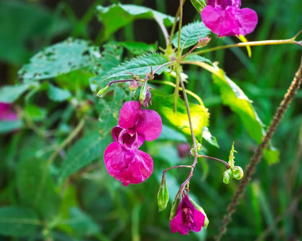 Kleine Lila Blüten Unter Grünem Laub Einem Sonnigen Sommertag — Stockfoto