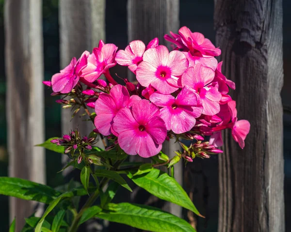 Raspberry Phlox Growing Fence Country House Sunny Bright Day — Stock Photo, Image