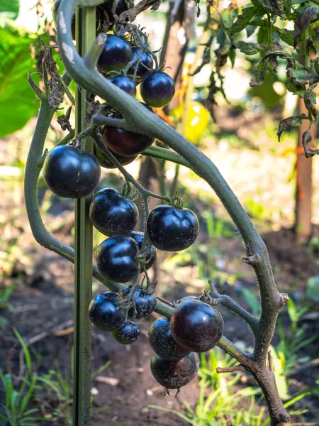 Black tomatoes growing in the garden of a country house close up