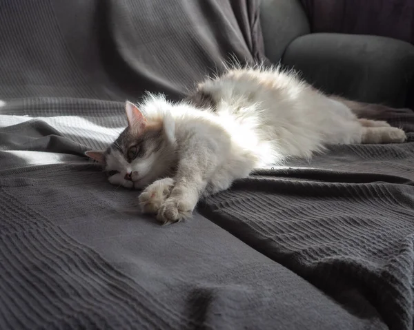 Μια χνουδωτή γάτα tortoiseshell βρίσκεται σε έναν καναπέ που καλύπτεται με μια γκρι κουβέρτα — Φωτογραφία Αρχείου