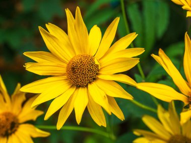 Yeşil yapraklı arka planda sarı rudbeckia bir çiçek tarhında yakın plan