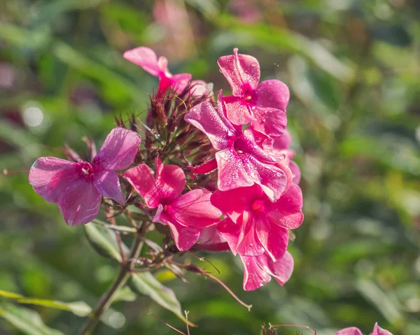 Rosafarbener Phlox Auf Grünem Laub Einem Sonnigen Sommertag Aus Nächster — Stockfoto
