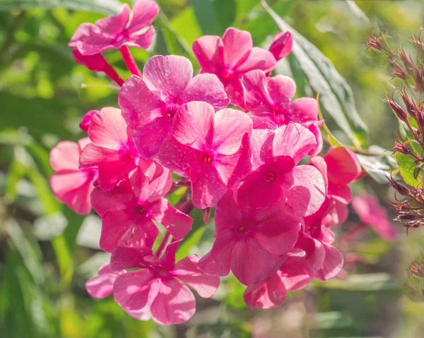 Ein Zweig Rosa Phlox Auf Einem Blumenbeet Eines Sommergartens Nahaufnahme — Stockfoto