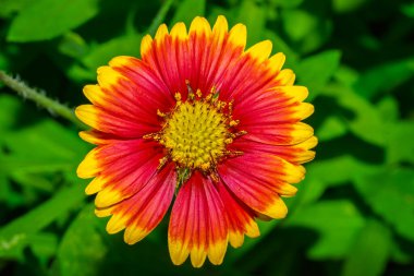 Firewhee çiçeği, yeşil bir arka planla yaklaşıyor.