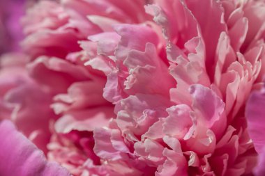 Pembe şakayık yaprakları.