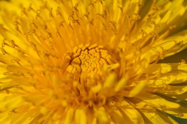 Karahindiba çiçeği, sarı yaprakları makro