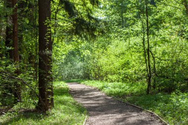 Patika bir yaz güneşli orman, güzel manzara, Butovsky ormanlık park, Moskova