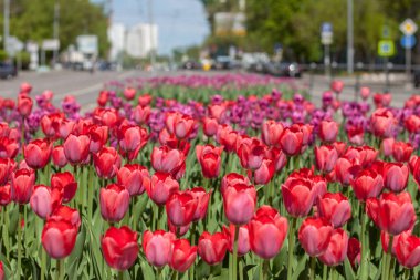Lale yakın çekim, Moskova sokak bahar çiçek yatak