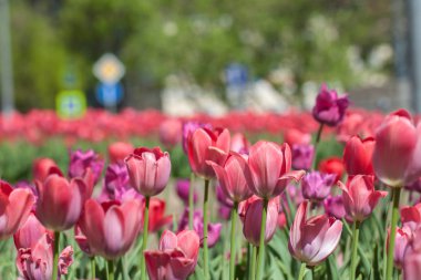 Lale alan yakın çekim, çiçek yatak, Moskova