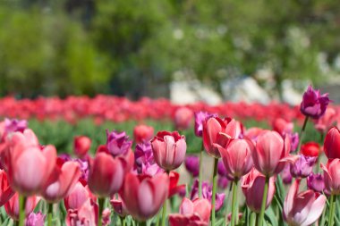 Lale alan yakın çekim, çiçek yatak, Moskova