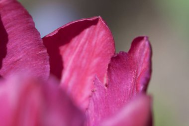 Mor Lale yaprakları makro