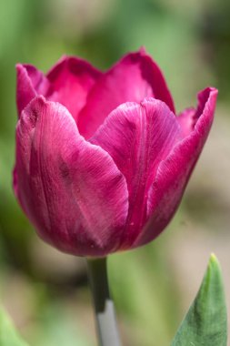 Mor Lale makro yeşil zemin üzerine