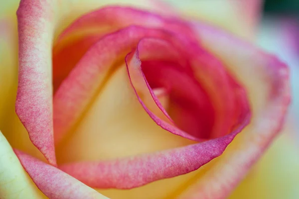 Роза Близко Желтые Лепестки Розовой Каймой — стоковое фото