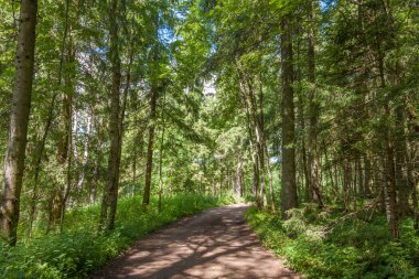 Vatsy köyü yakınlarındaki orman yolu, Valday, Rusya