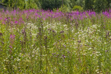 Coltsfoot, devedikeni ve papatya alanı yüksek çim yakın. Botanik çiçek dokusu