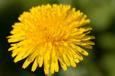 Karahindiba yakın, bulanık yeşil arka plan üzerinde parlak sarı yabani çiçek
