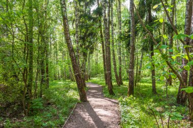 Footpath in a summer sunny forest, beautiful landscape, Butovsky woodland park, Moscow clipart