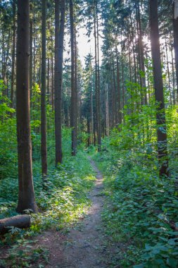 Patika bir yaz güneşli orman, güzel manzara, Butovsky ormanlık park, Moskova