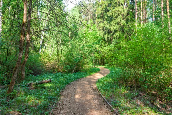 Sentier Pédestre Dans Une Forêt Ensoleillée Été Beau Paysage Parc — Photo