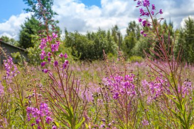 Orman arka planında ateş otu tarlası. Botanik çiçek dokusu